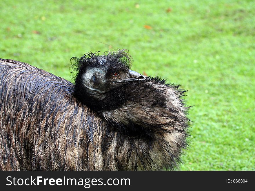 Emu head resting on it's back