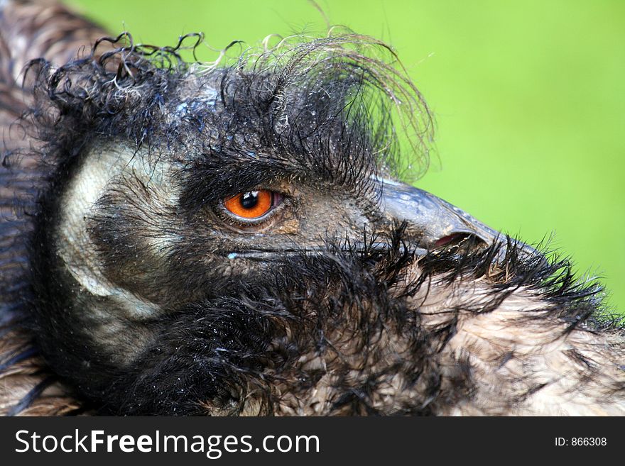 Emu head close up