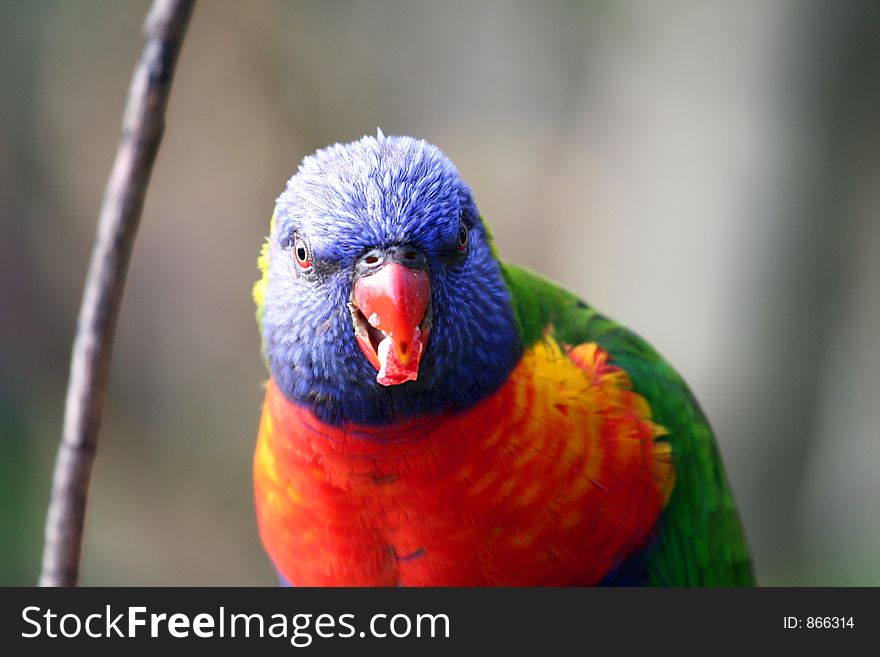 Face of colorful bird, rainbow lorikeet