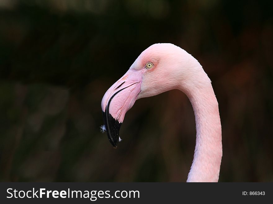Flamingo head on black background