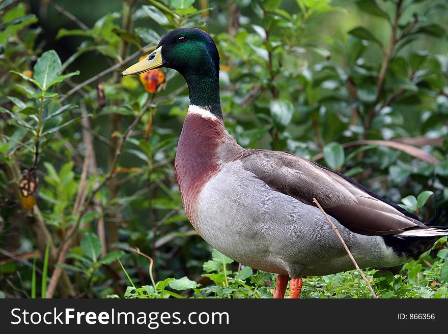 Green head duck in the wild