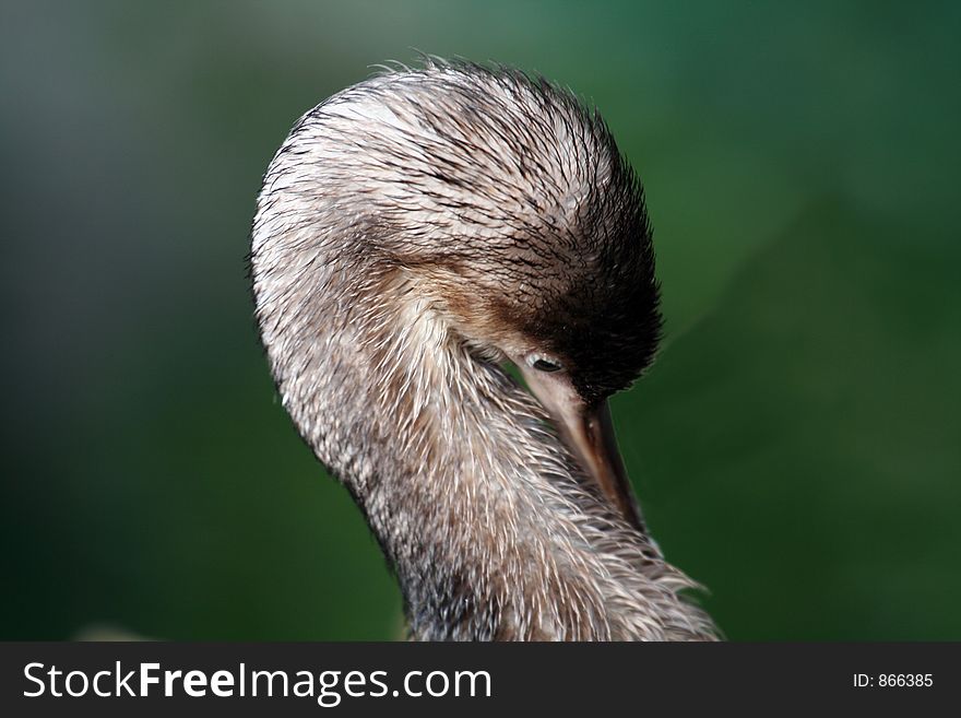 Little shag bird