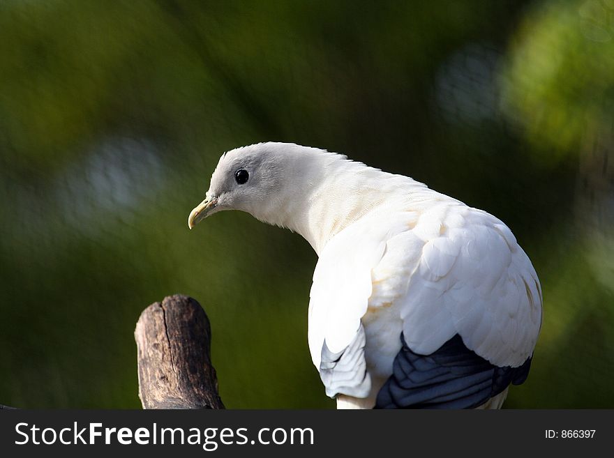 Nutmeg pigeon , ducula spilorrhoa