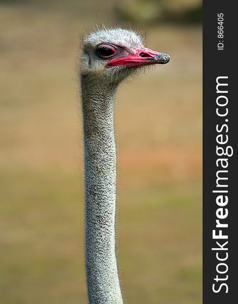 ostrich head with long eck