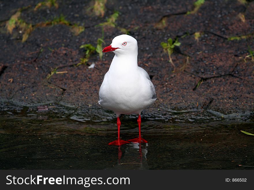 Seagull standing in clear water. Seagull standing in clear water