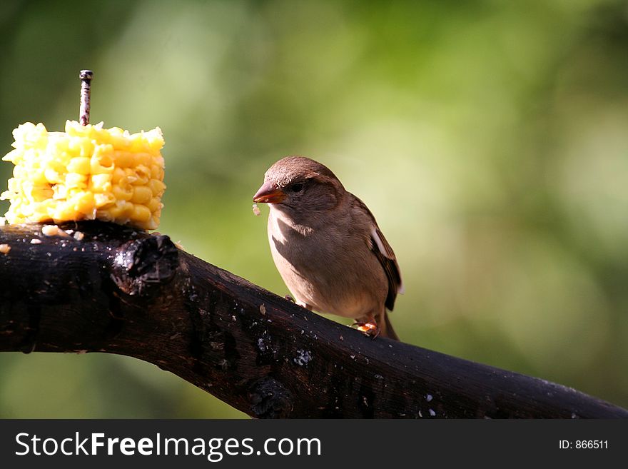 Sparrow eating a corn cob  on a branch. Sparrow eating a corn cob  on a branch