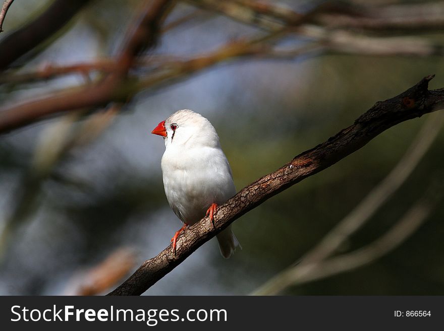 White bird with red beak standing on a branch