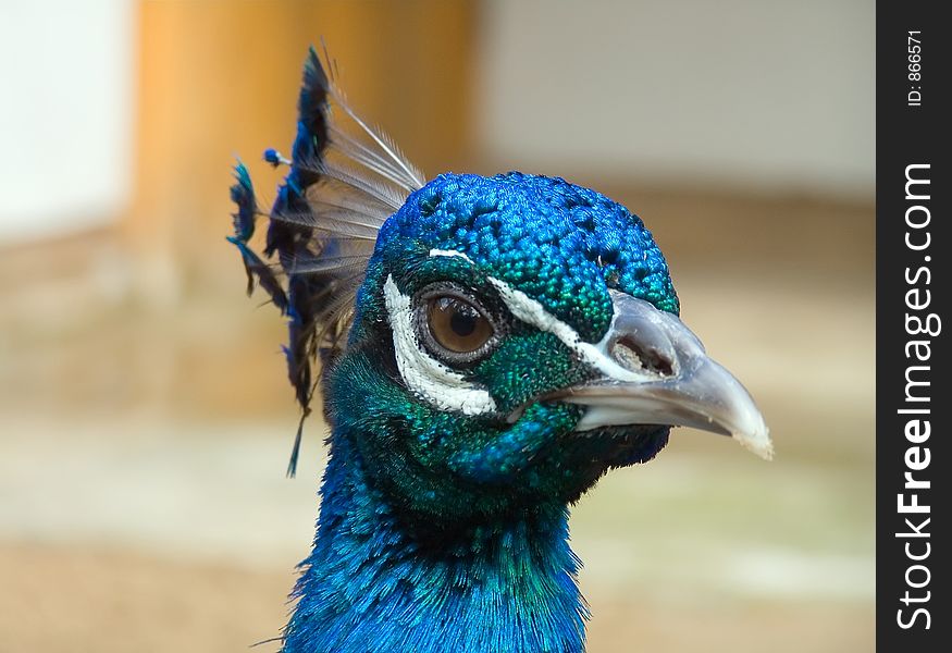 Beautiful bird peacock