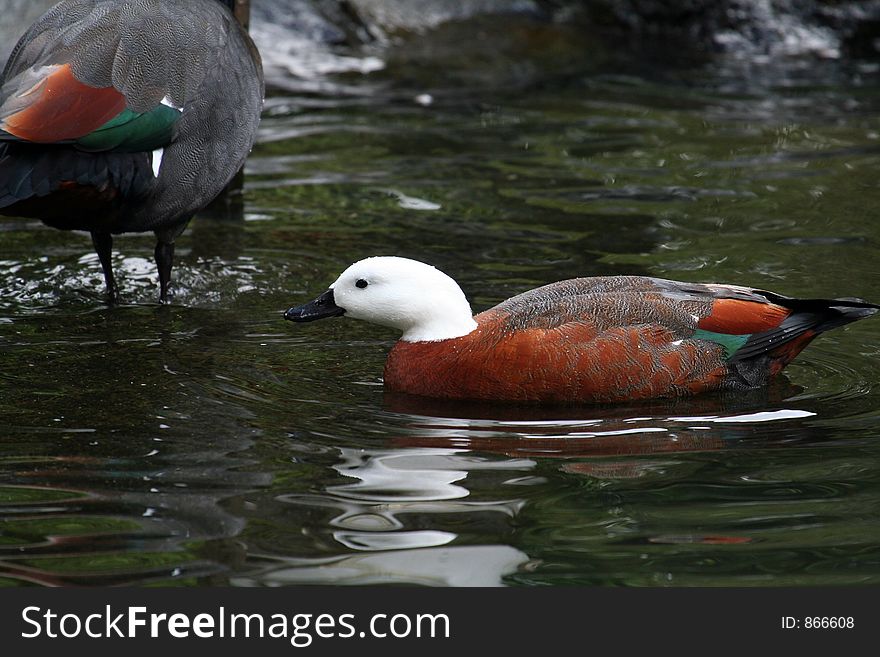 White head duck in the water