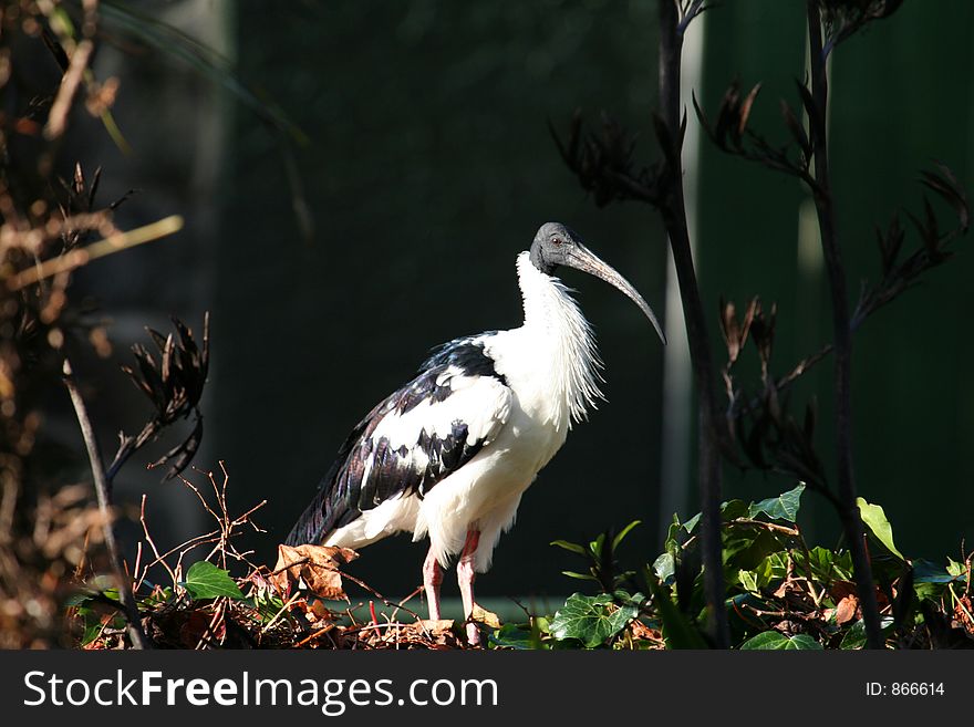 White ibis bird