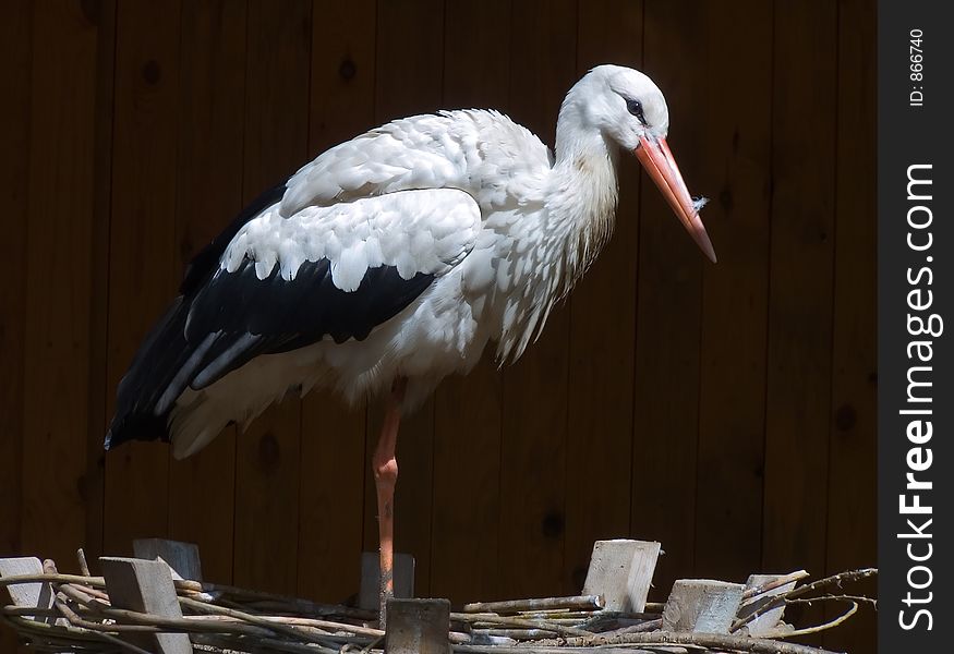 Beautiful bird stork