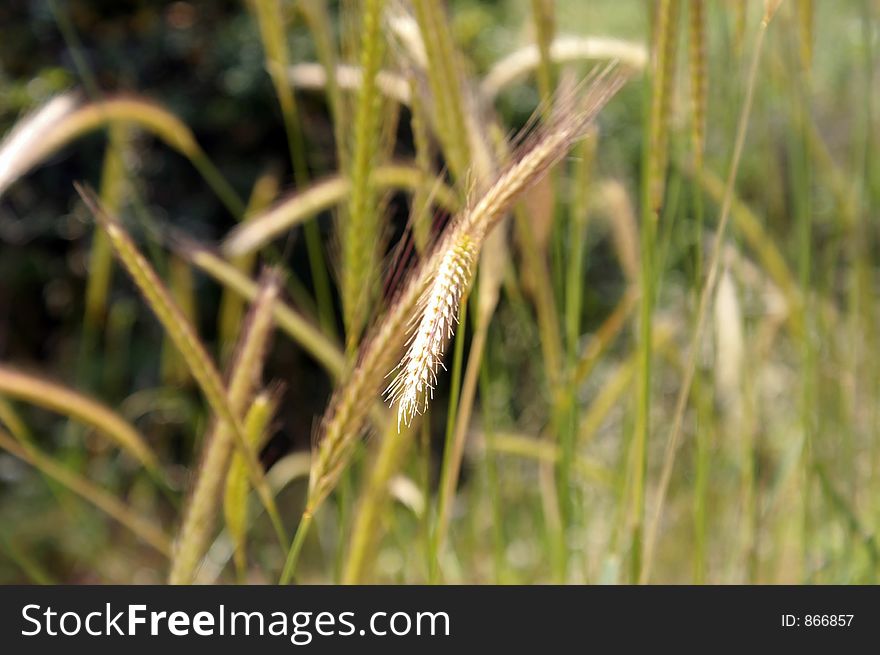 Wheat spikes