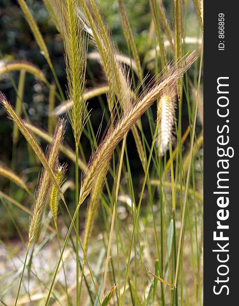 Wheat spikes