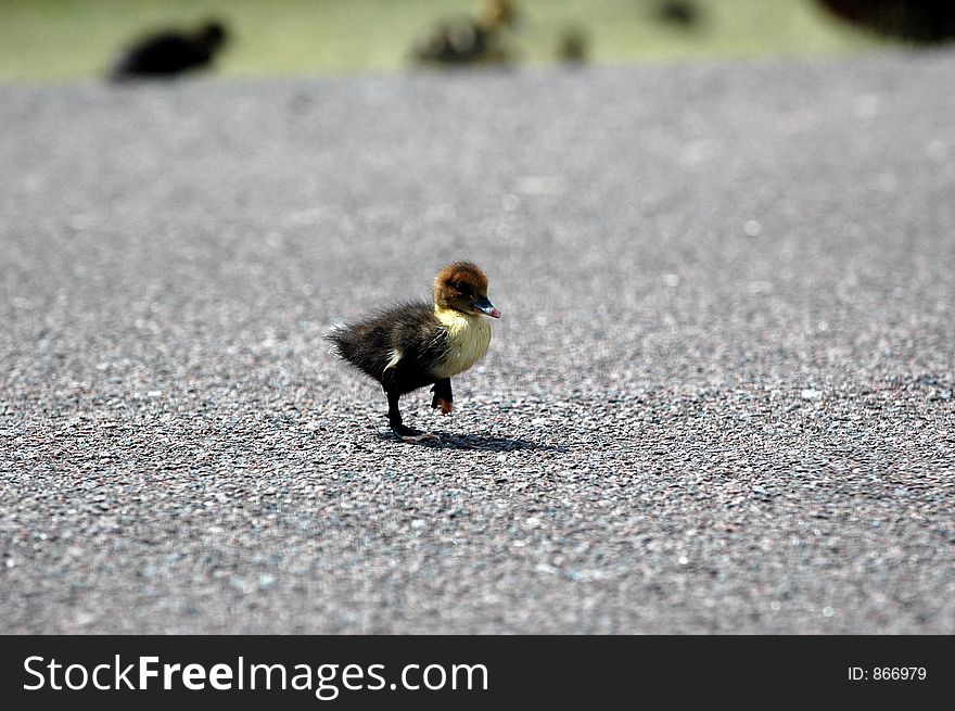 Baby duck crossing road