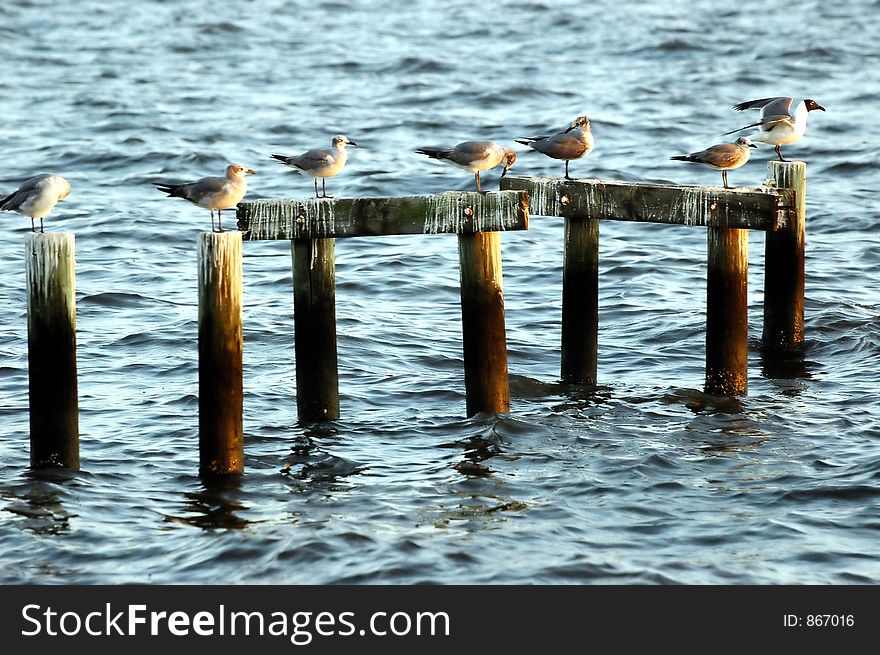 Seagulls on pilings