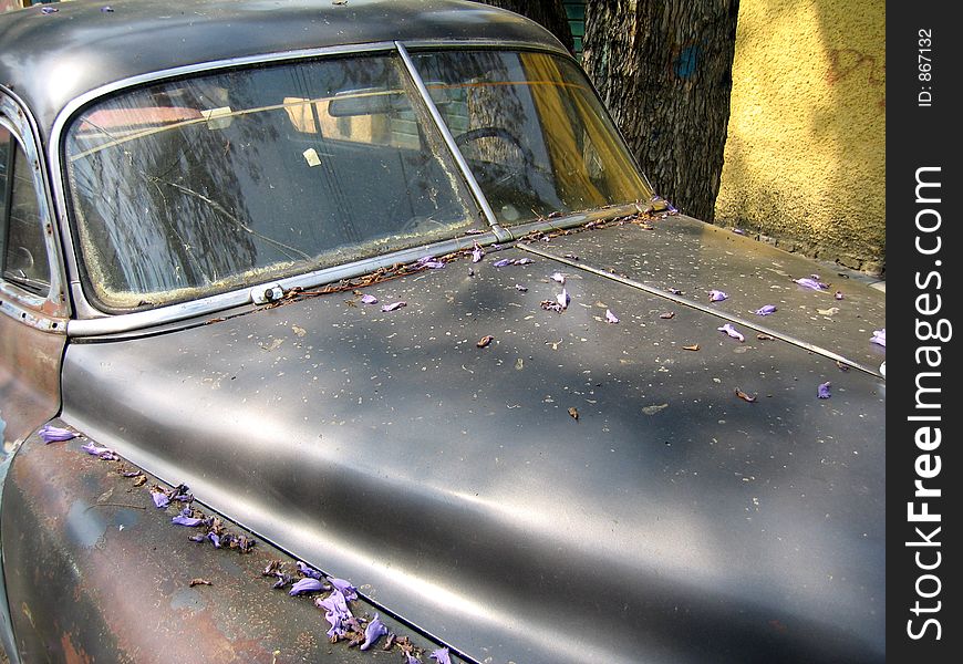 1950's chev with jacaranda petals in Mexico. 1950's chev with jacaranda petals in Mexico