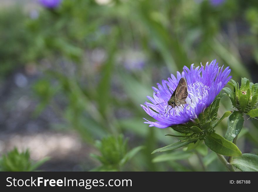 A brown moth getting nectar from a beautiful purple Stoke's Aster flower. Room for copy on the left. A brown moth getting nectar from a beautiful purple Stoke's Aster flower. Room for copy on the left.