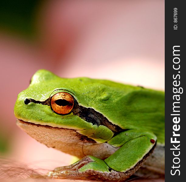 Green Little Frog