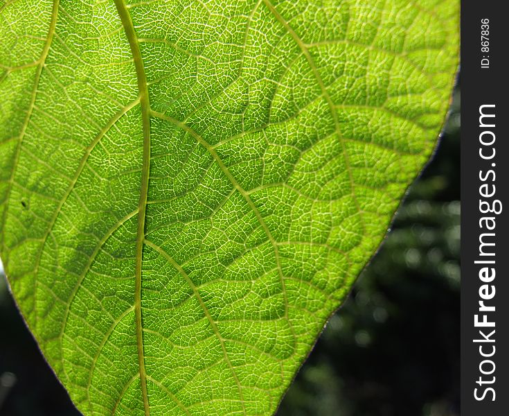 A green leaf.