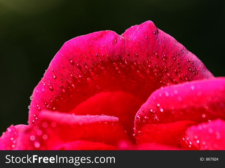 Detail of a Rose. Detail of a Rose