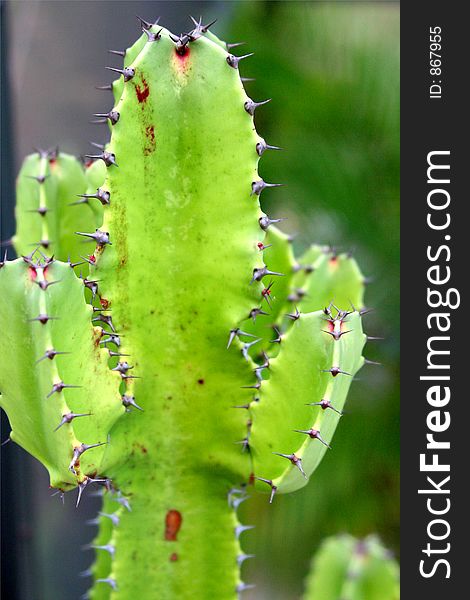 Close up of green cactus plant