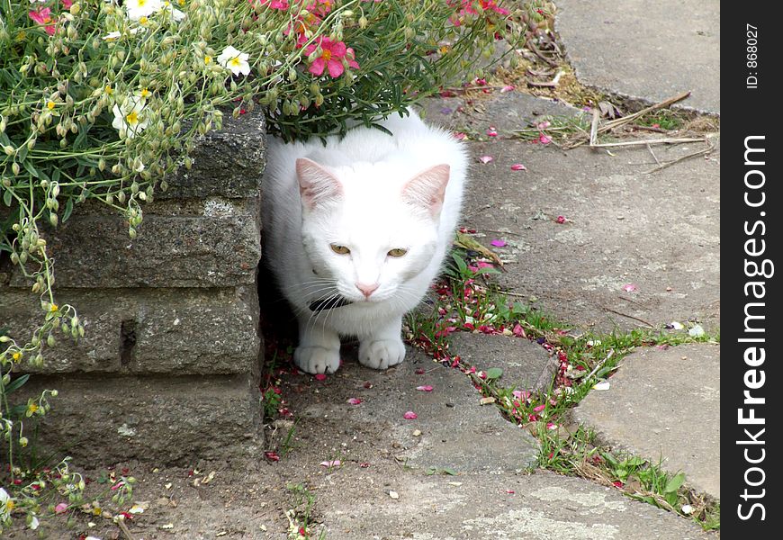A white household pet cat. A white household pet cat.
