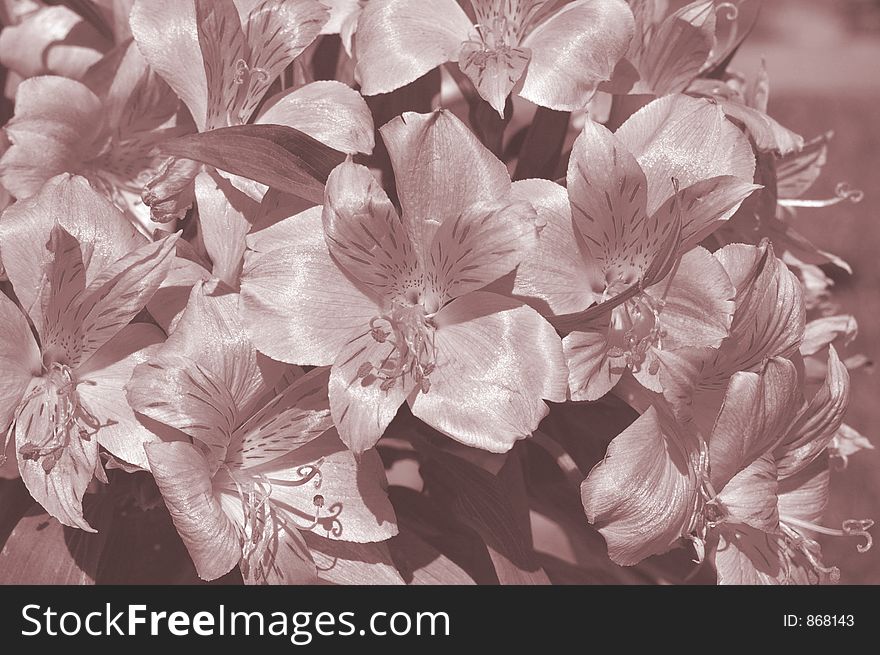 Flowers in a bunch - infrared photo on sunny day. Flowers in a bunch - infrared photo on sunny day