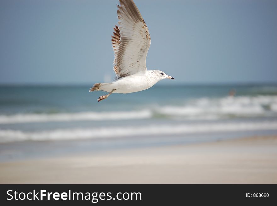 Seagull flying over Ponce Inlet Florida beach. Seagull flying over Ponce Inlet Florida beach