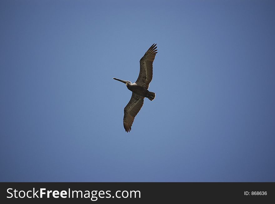 Pelican soaring over Ponce Inlet beach Florida. Pelican soaring over Ponce Inlet beach Florida