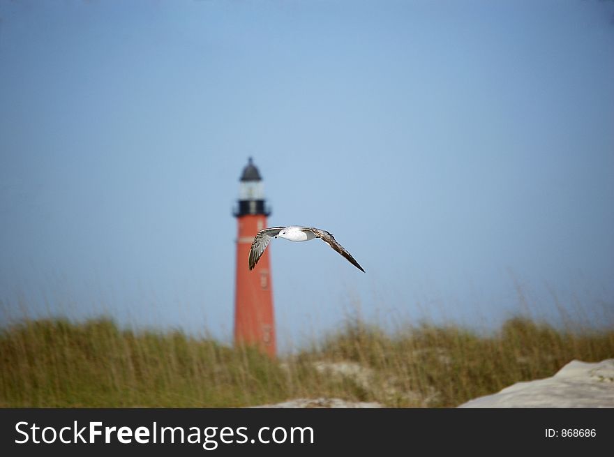 A seagull flies past the Ponce De Leon Inlet Lighthouse. A seagull flies past the Ponce De Leon Inlet Lighthouse