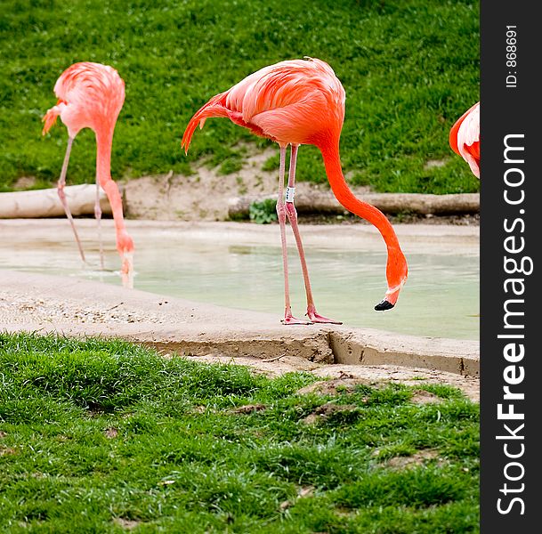 Flamingos wading
