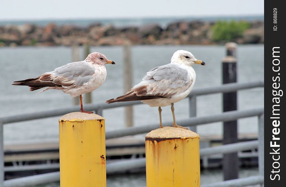 Two lake gulls perched on their poles. They are very weathered. One has lost a leg during its life.