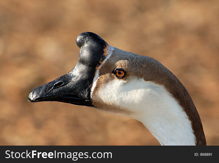 A portrait of Brown African Goose