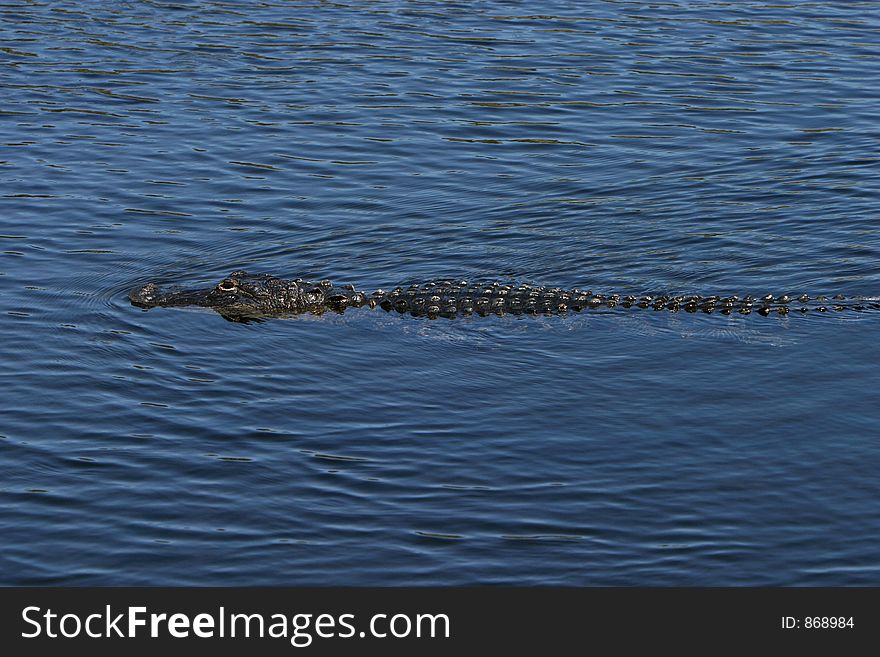 Alligator swimming in Everglades