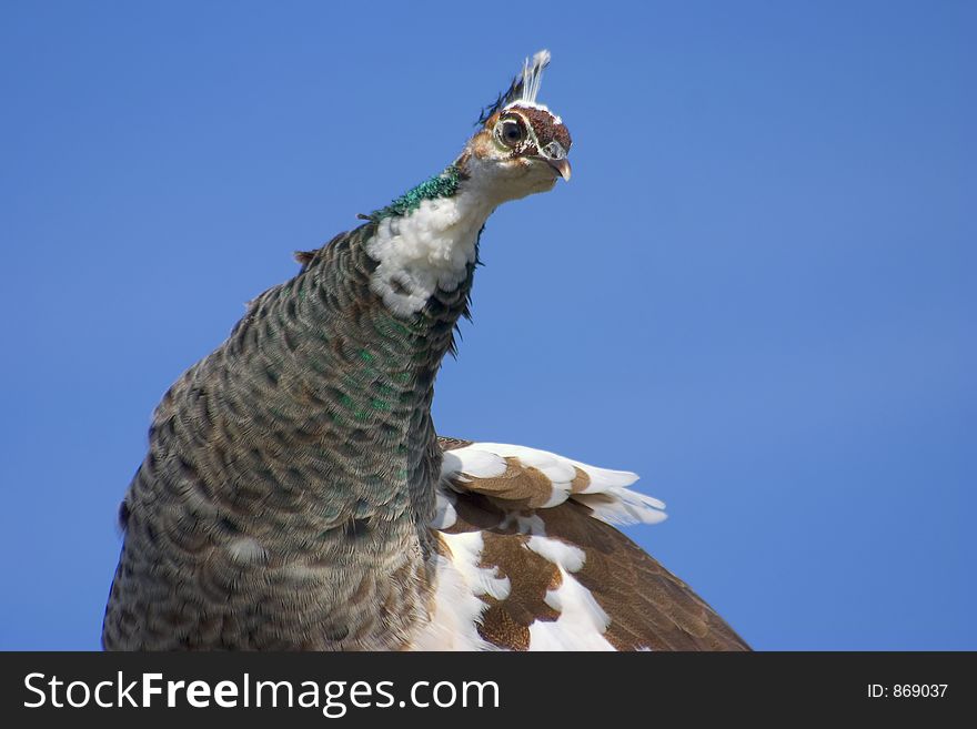 Indian Peafowl - Peacock female - (Pavo cristatus) in gardens of Chevetogne (Belgium - Europe) during the spring-time. Indian Peafowl - Peacock female - (Pavo cristatus) in gardens of Chevetogne (Belgium - Europe) during the spring-time