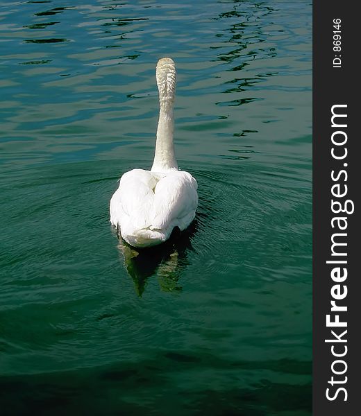 Swan Swimming Away