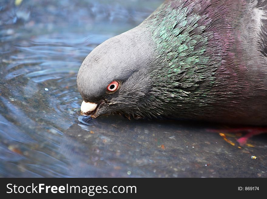 Dove drinking water