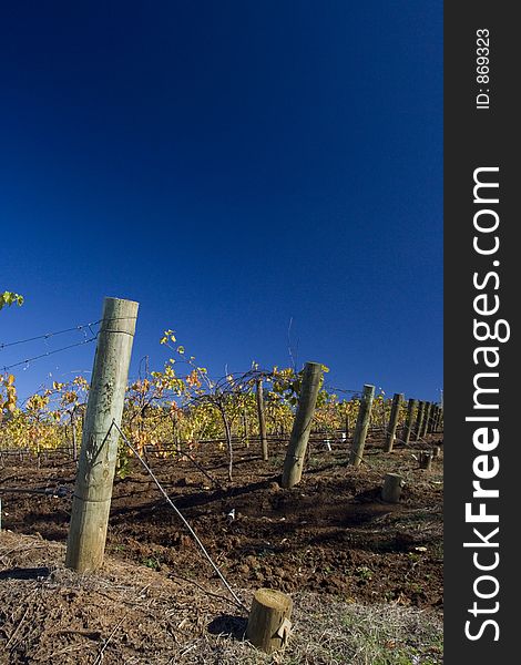 Grape Vine crop - Hunter Valley NSW. Grape Vine crop - Hunter Valley NSW