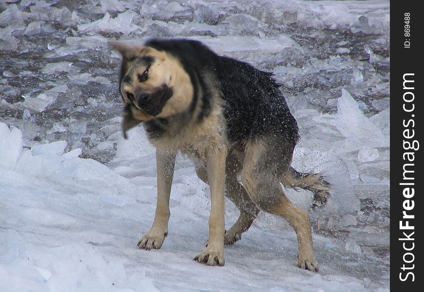 Shaking off dog. Shaking off dog