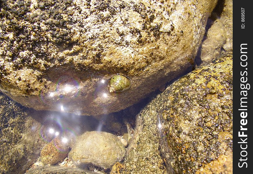 A snail in its shell clinging on the rock along the shore