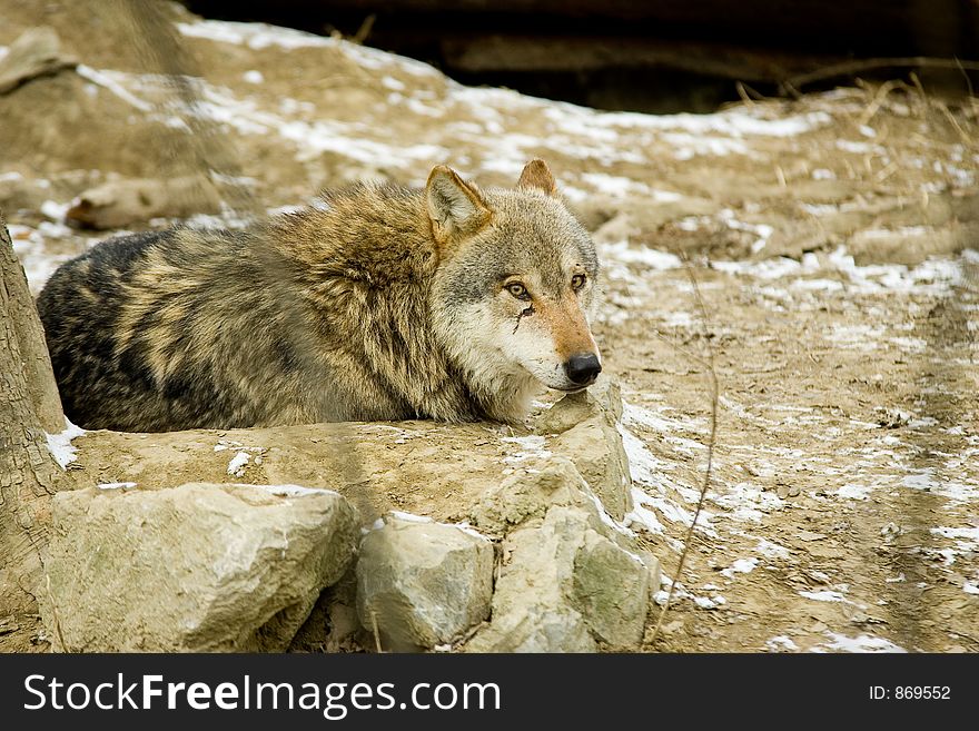 Gray wolf relaxing