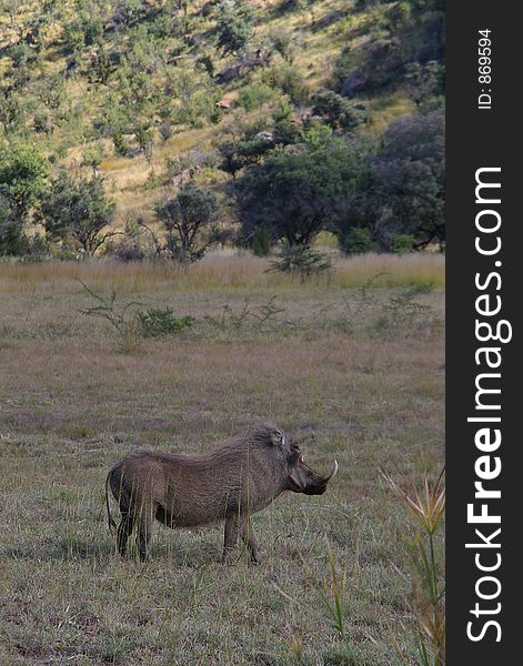 Male warthog watching for danger from the hills.
