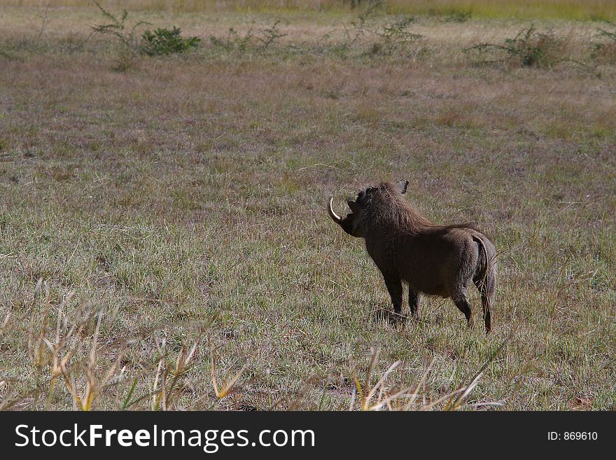 African Warthog watching the plains for danger.