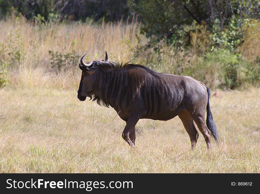 Male wildebeast watching the high grass for presitors. Male wildebeast watching the high grass for presitors.