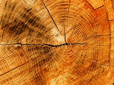 Cut A Tree An Oak Stock Photography