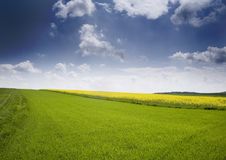 Oilseed Rape Royalty Free Stock Photos Oilseed Rape Royalty Free Stock Photos