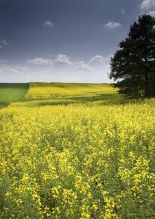 Oilseed Rape Royalty Free Stock Photography Oilseed Rape Royalty Free Stock Photography