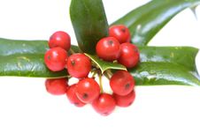 Ilex Close-up Royalty Free Stock Photography Ilex Close-up Royalty Free Stock Photography