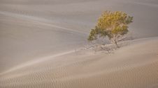 Tree And Sand Dunes Stock Photo