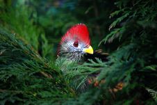 Red Crested Turaco Stock Photos Red Crested Turaco Stock Photos